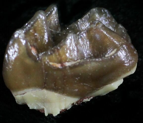 Oligocene Horse (Mesohippus) Molar #25080